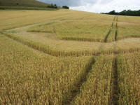 Cley Hill, Wiltshire crop circle, aerial photo 65